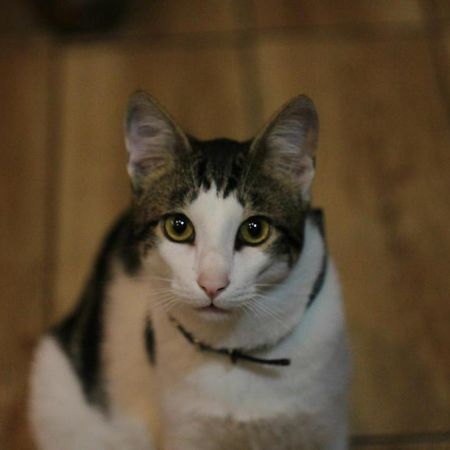 באטומי Everyday Cat Hostel מראה חיצוני תמונה