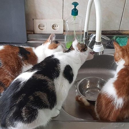 באטומי Everyday Cat Hostel מראה חיצוני תמונה