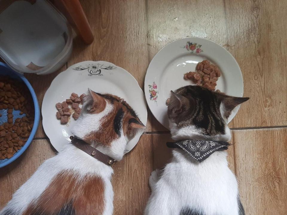 באטומי Everyday Cat Hostel מראה חיצוני תמונה