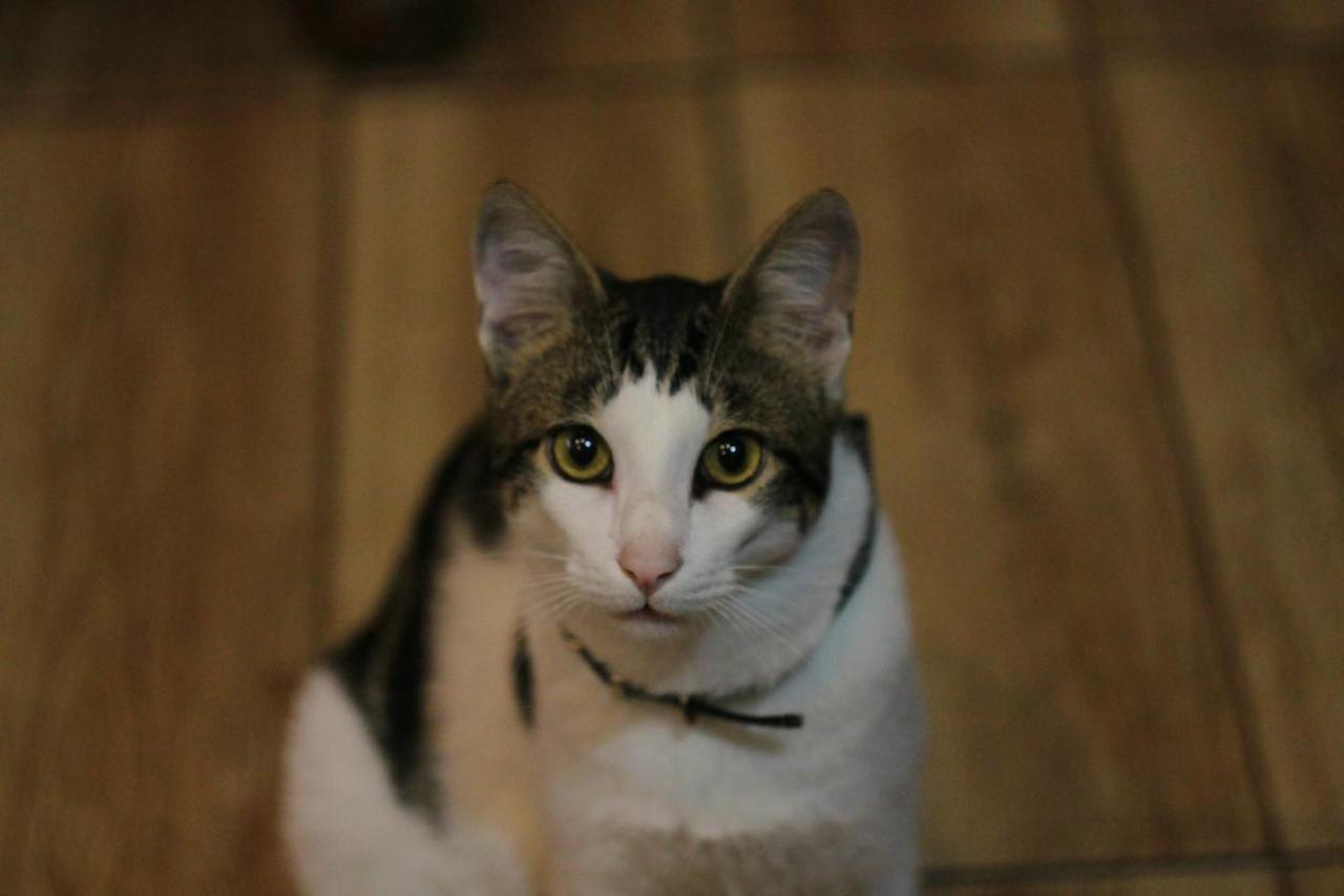באטומי Everyday Cat Hostel מראה חיצוני תמונה