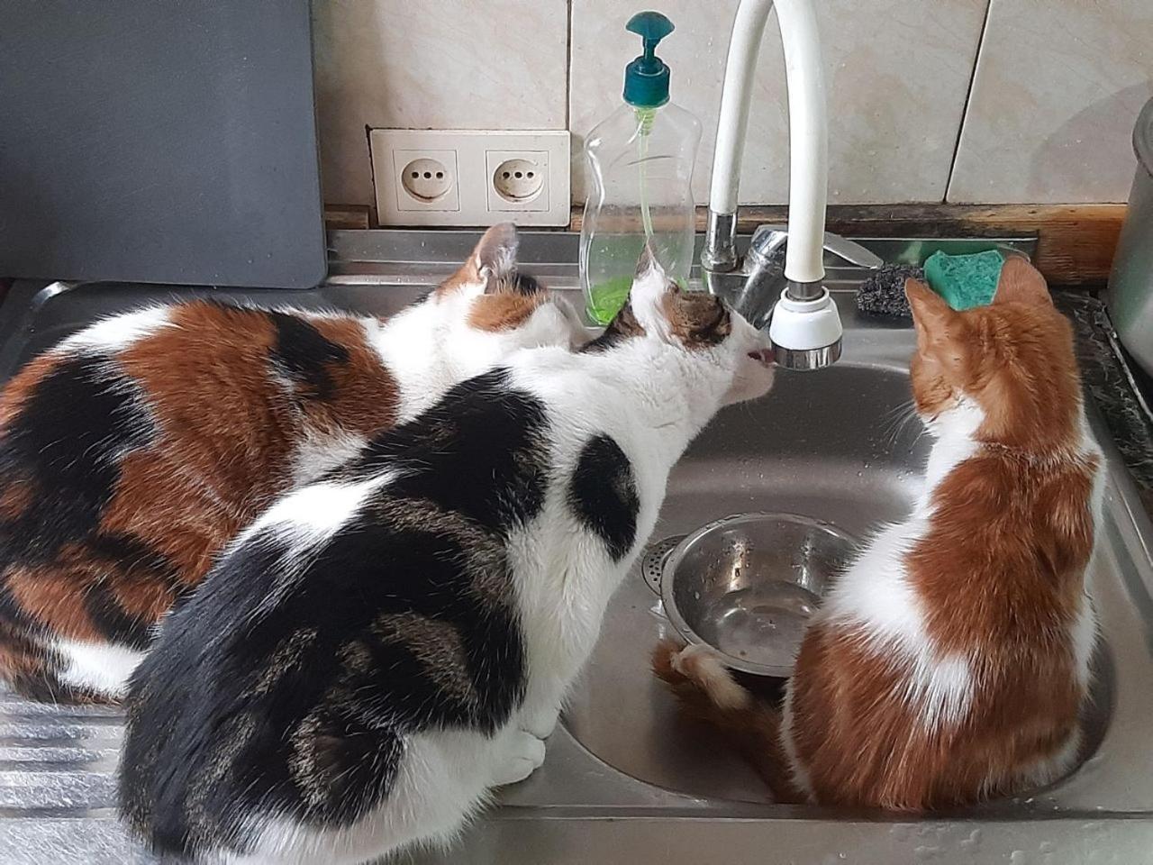 באטומי Everyday Cat Hostel מראה חיצוני תמונה