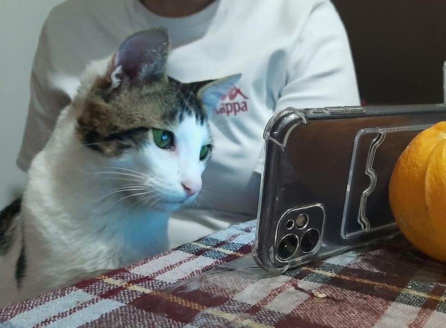 באטומי Everyday Cat Hostel מראה חיצוני תמונה