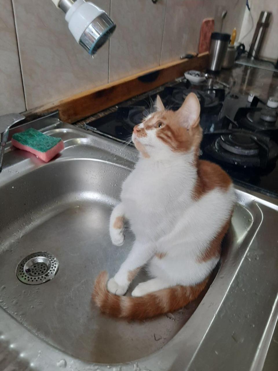 באטומי Everyday Cat Hostel מראה חיצוני תמונה