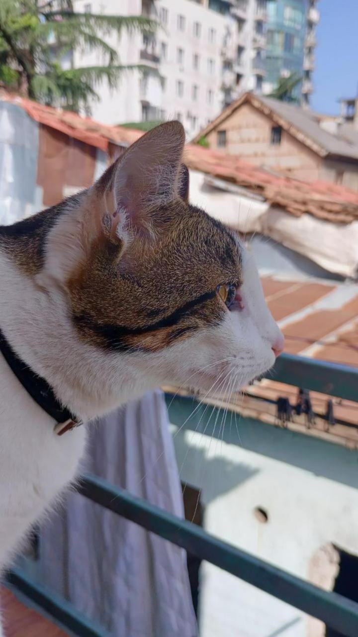 באטומי Everyday Cat Hostel מראה חיצוני תמונה